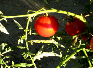 Tomatoes 